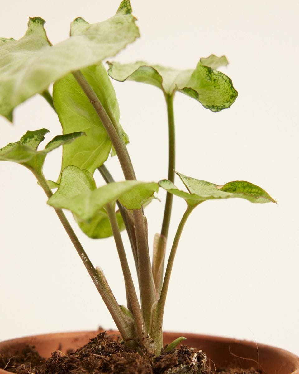 Baby Syngonium Arrowhead Snow Country