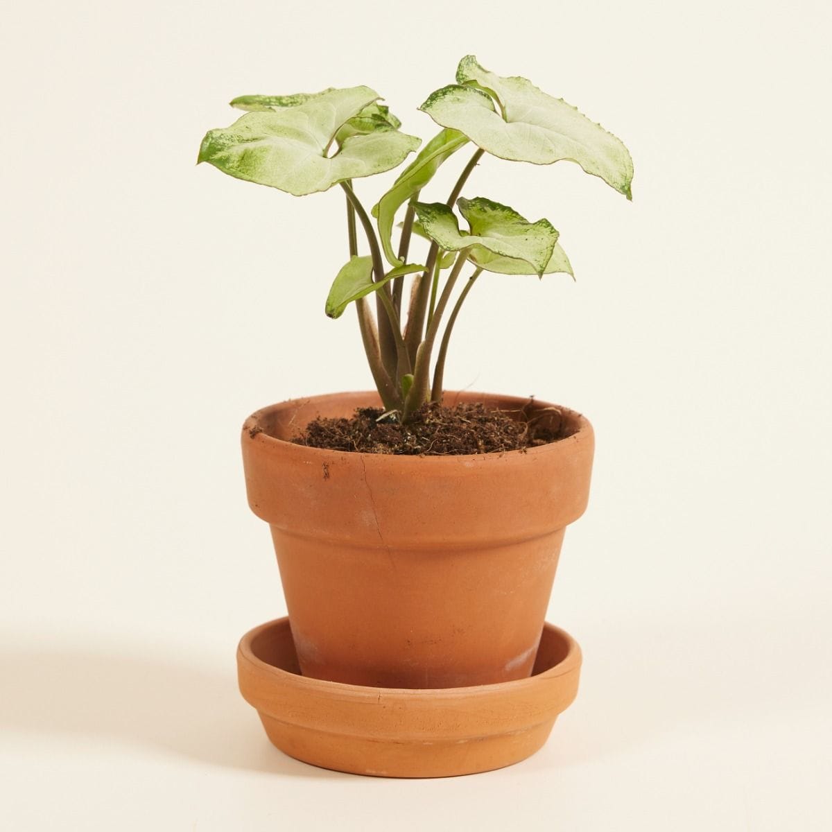 Baby Syngonium Arrowhead Snow Country