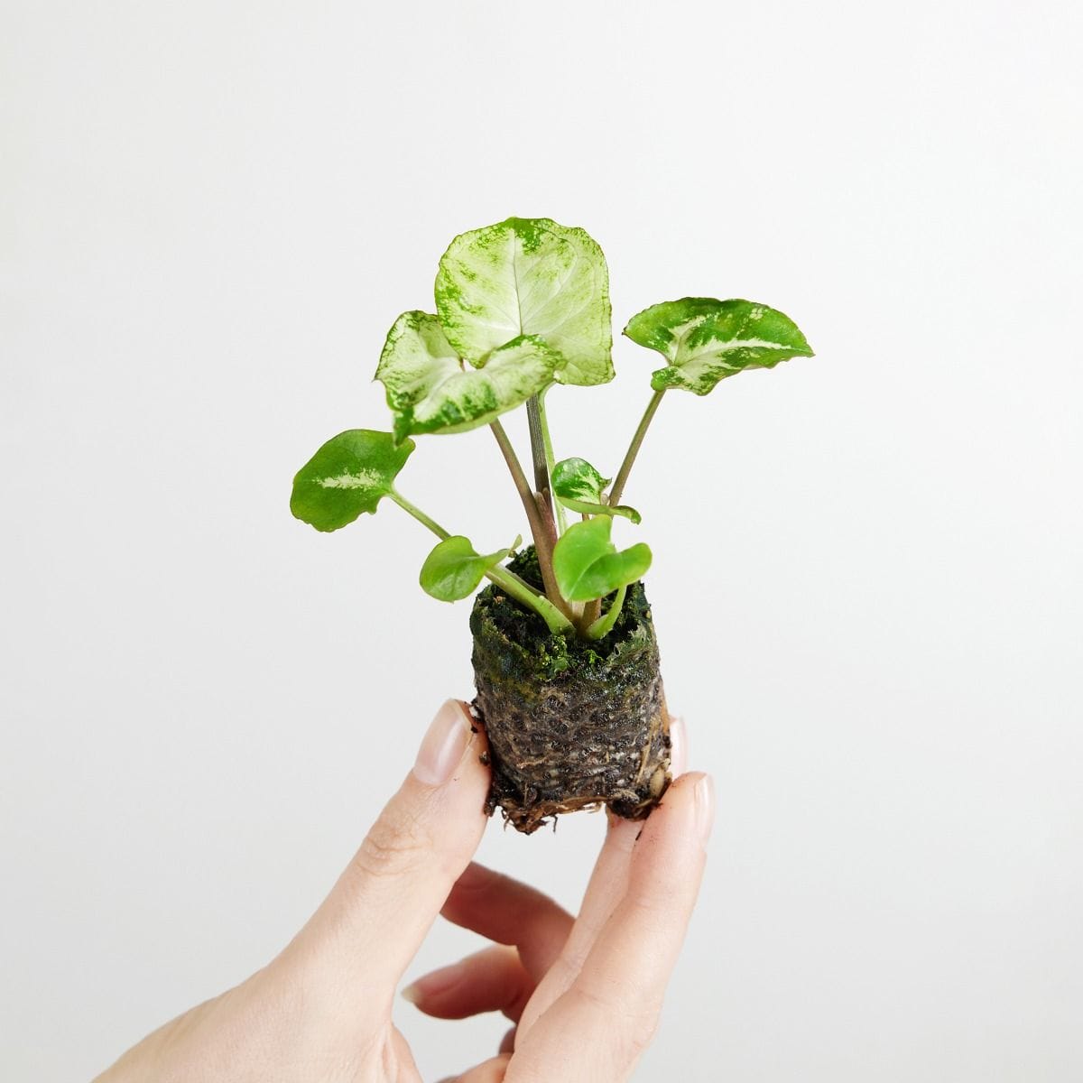 Baby Syngonium Arrowhead Snow Country