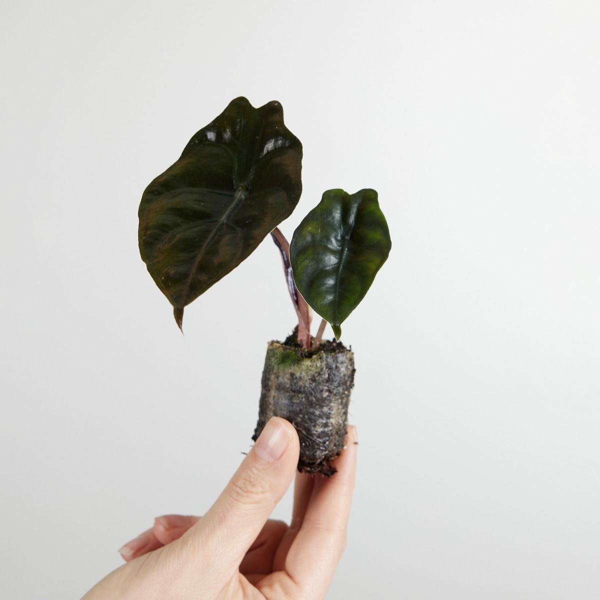 Baby Alocasia Olifantsoor Chantrieri