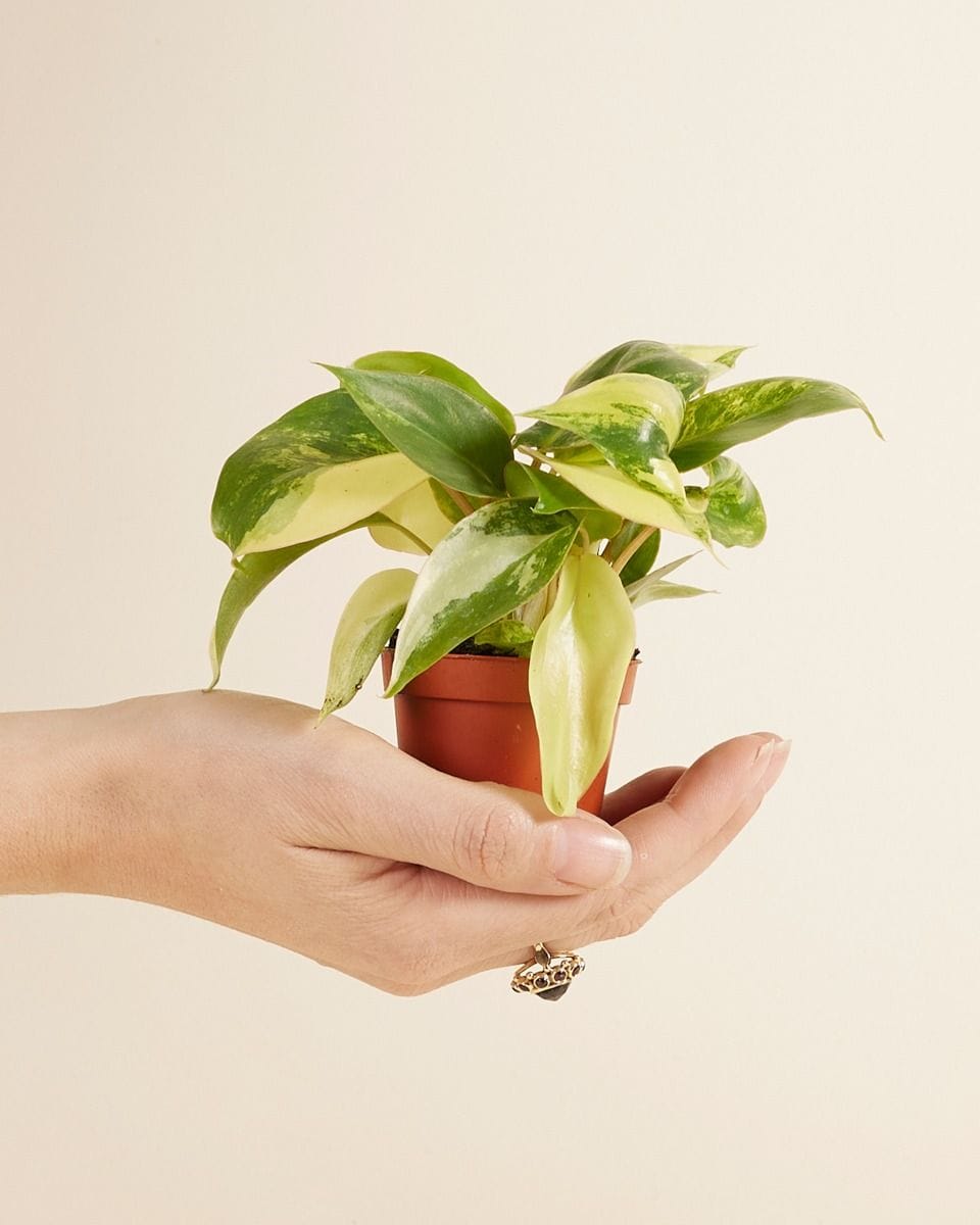 Bébé Philodendron Burle Marx Variegated