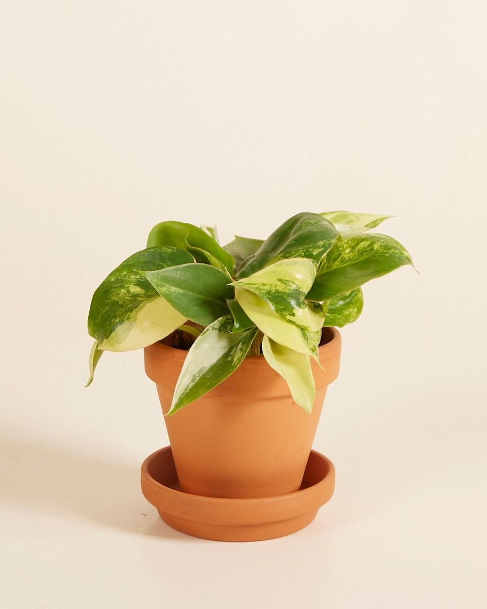 Bébé Philodendron Burle Marx Variegated