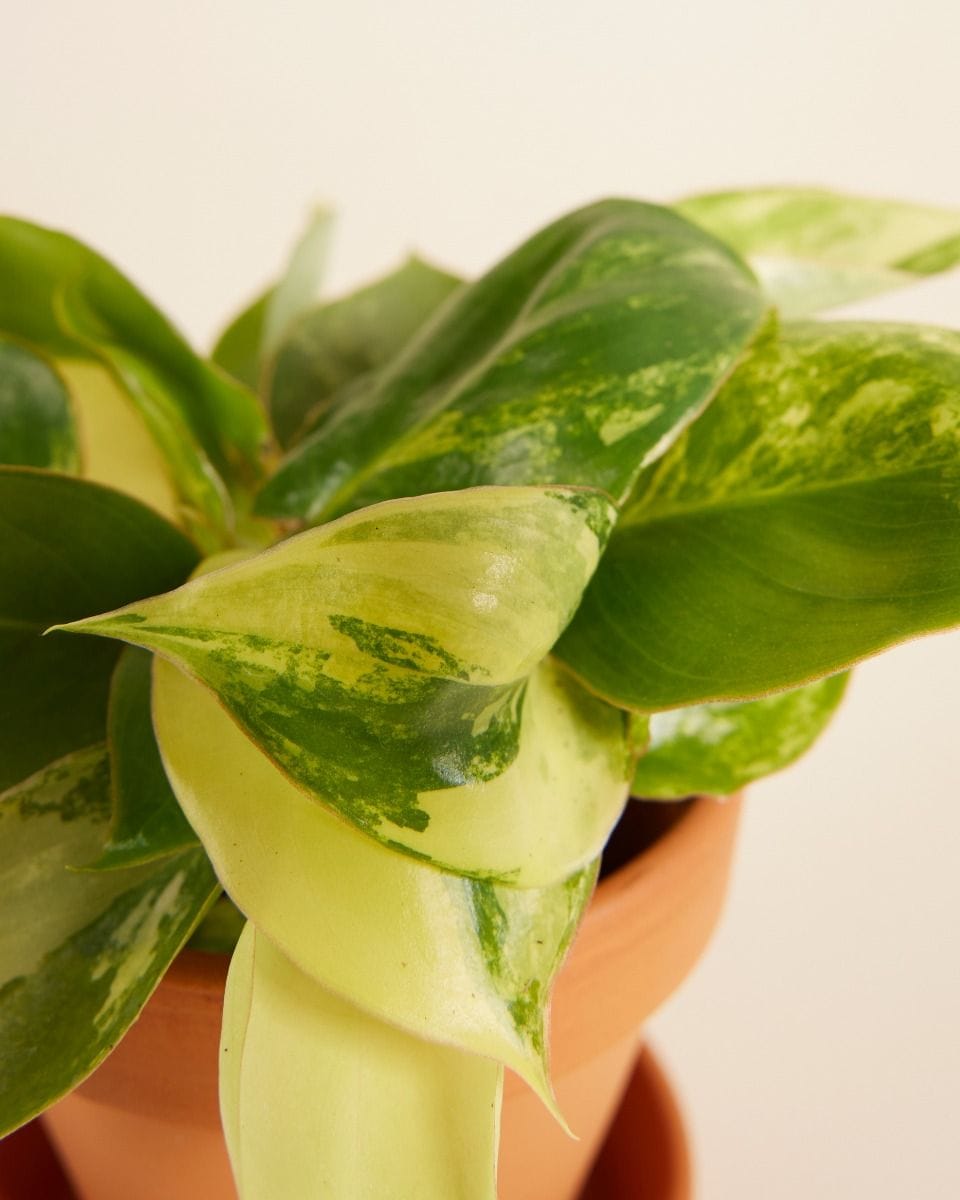 Bébé Philodendron Burle Marx Variegated
