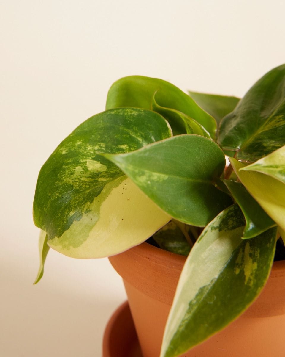 Bébé Philodendron Burle Marx Variegated