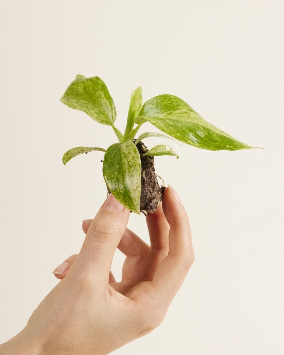 Baby Philodendron Giganteum Blizzard
