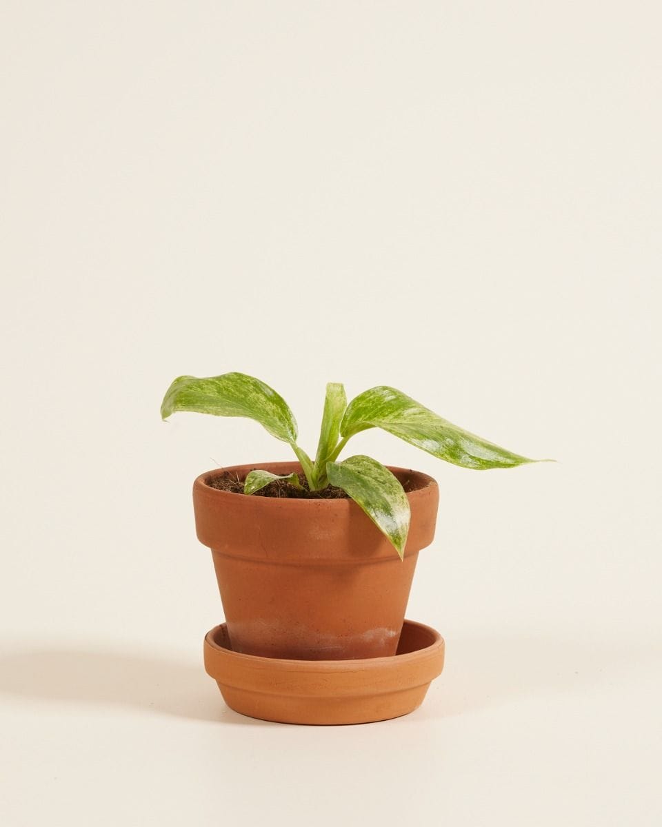 Baby Philodendron Giganteum Blizzard