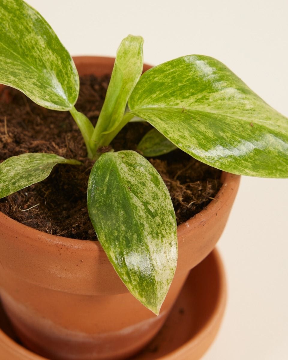 Baby Philodendron Giganteum Blizzard