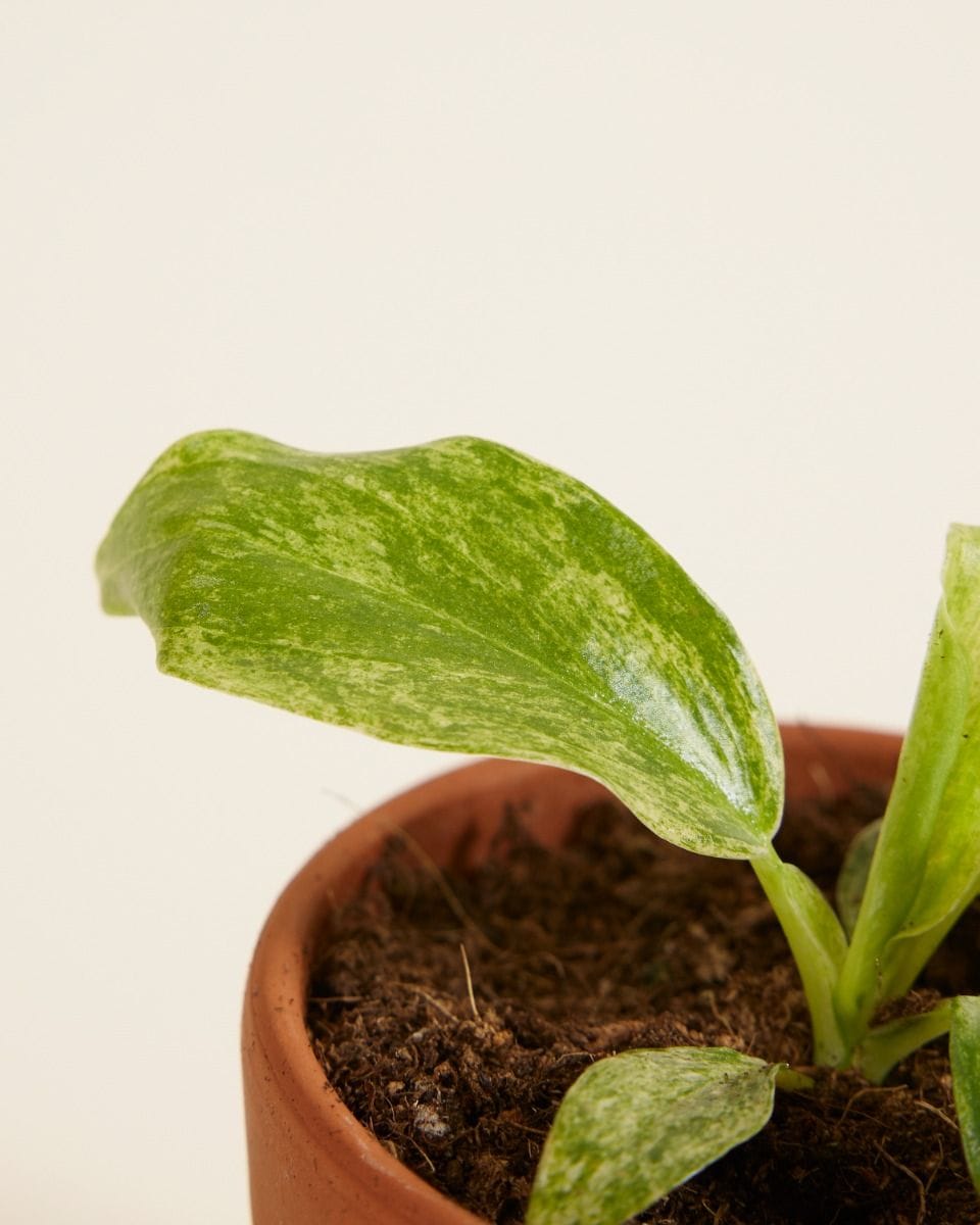 Baby Philodendron Giganteum Blizzard