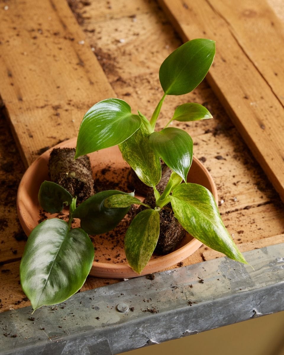 Baby Philodendron Giganteum Blizzard