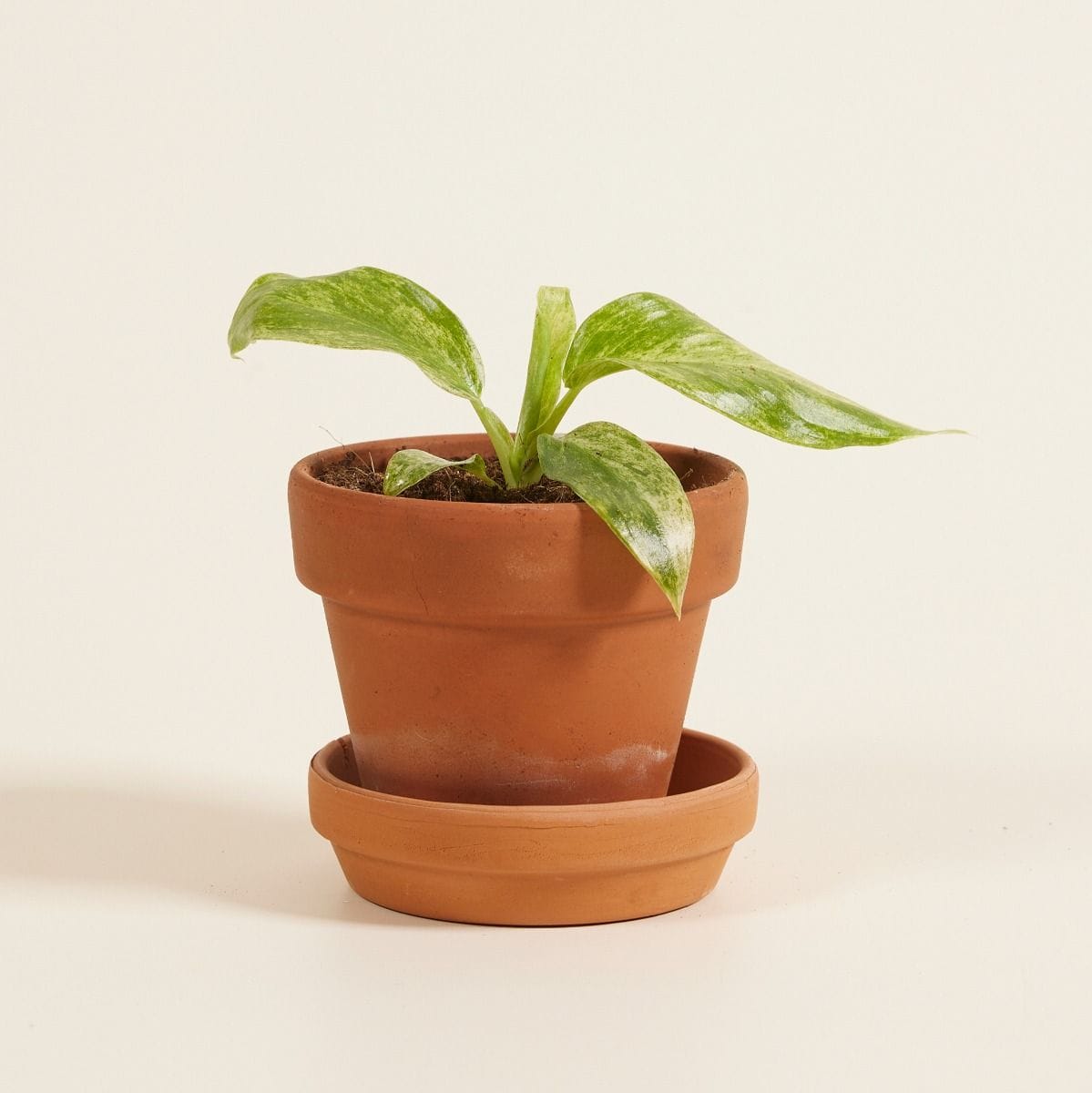 Baby Philodendron Giganteum Blizzard