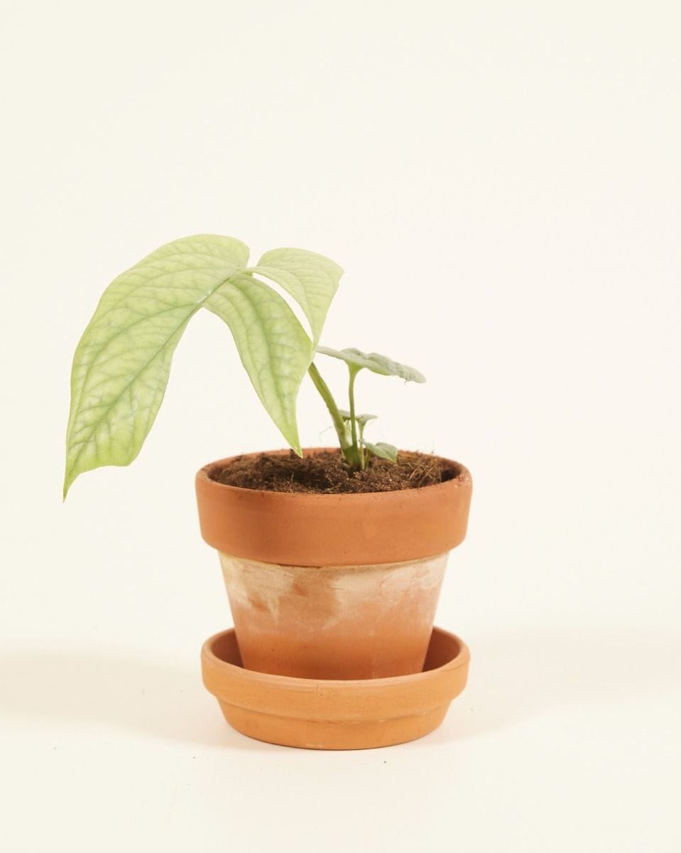 Baby Amydrium Medium Silver