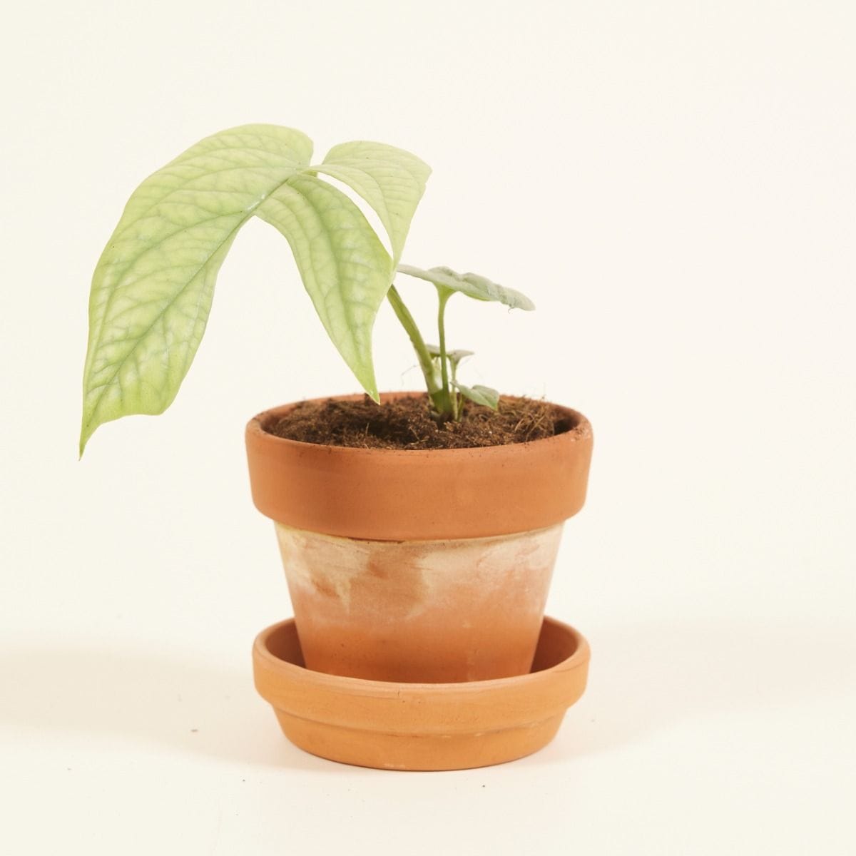 Baby Amydrium Medium Silver