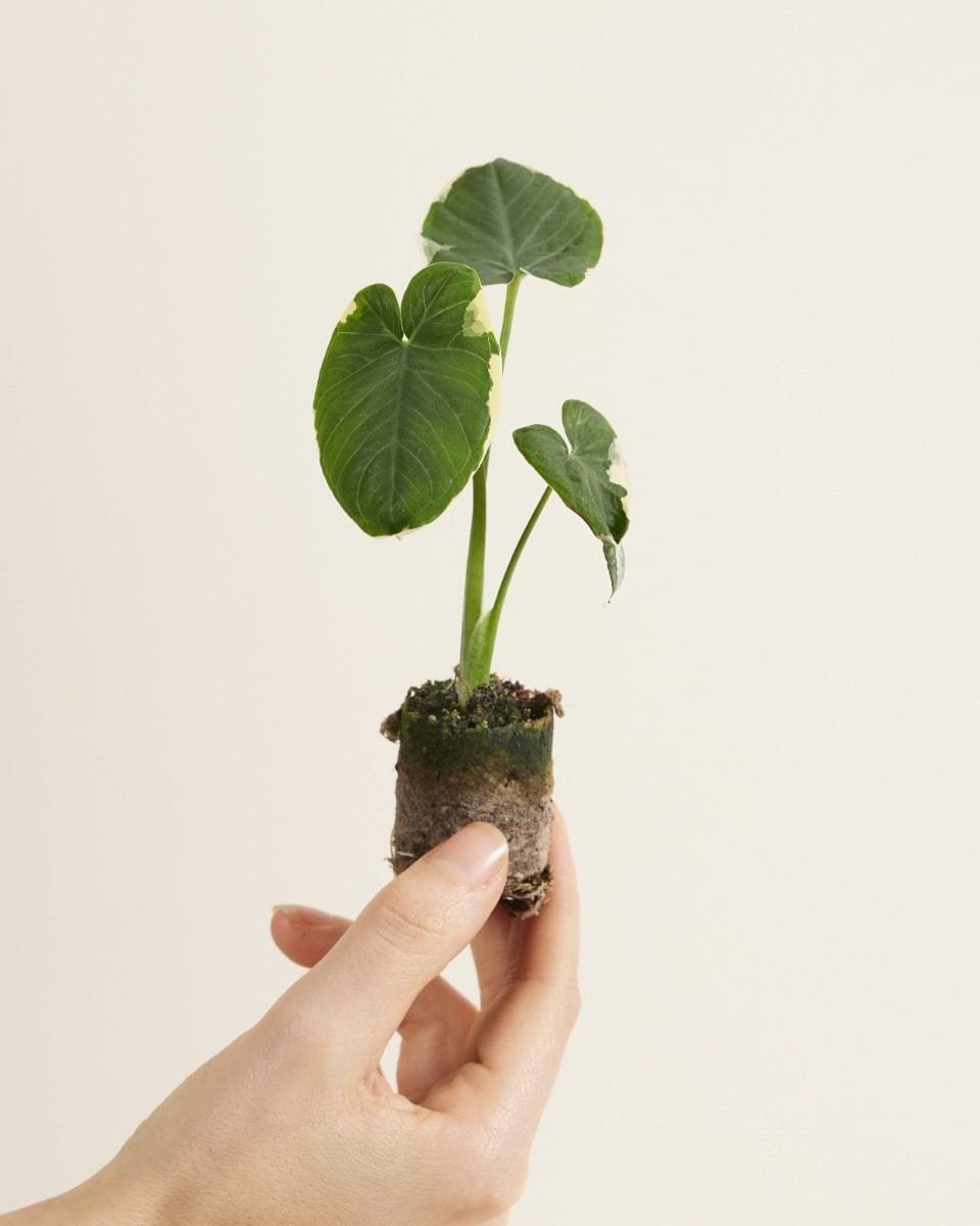 Baby Xanthosoma Elephant Ear Sagittifolium Variegata