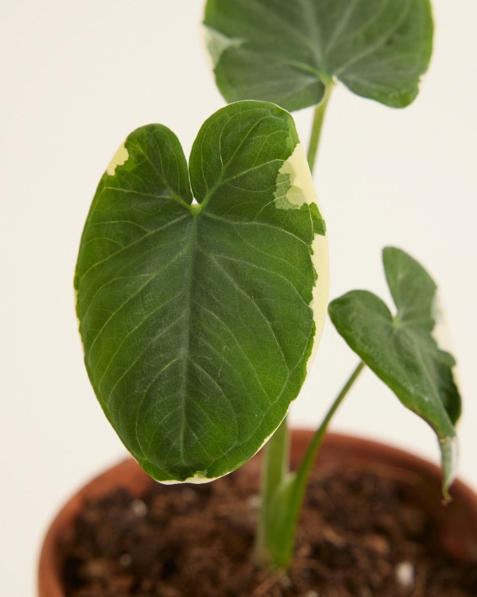 Baby Xanthosoma Elephant Ear Sagittifolium Variegata