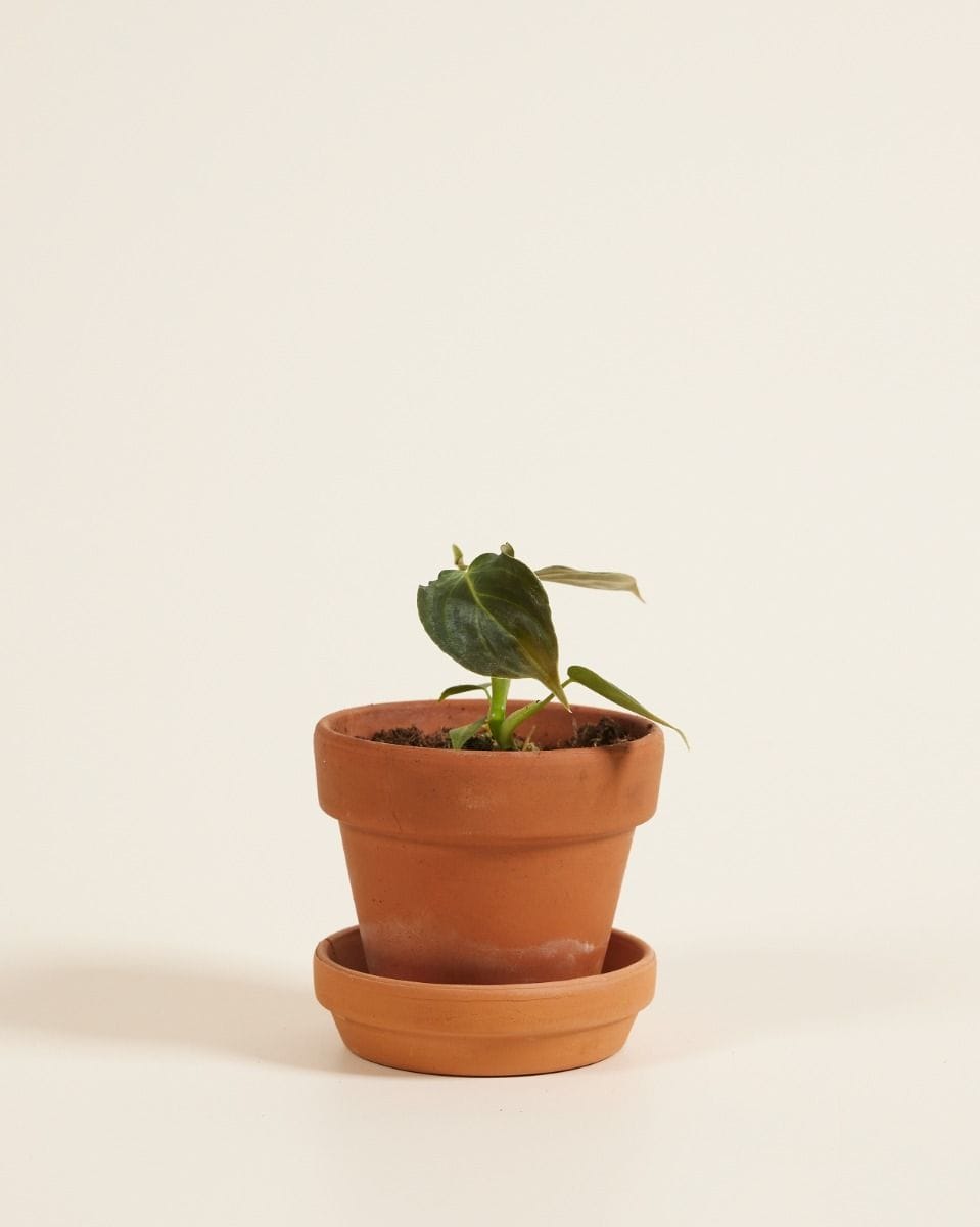 Bebé Philodendron Glorious