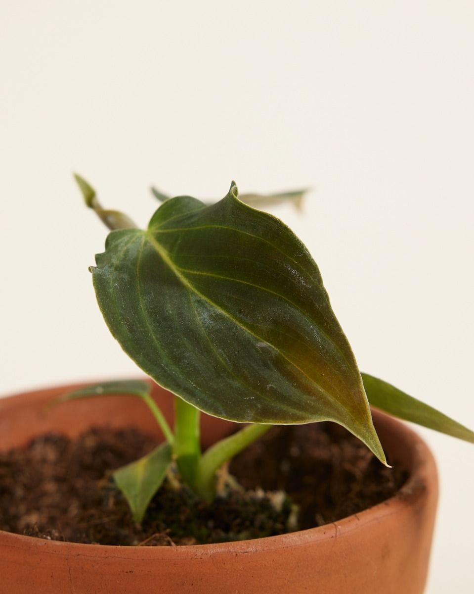 Bebé Philodendron Glorious