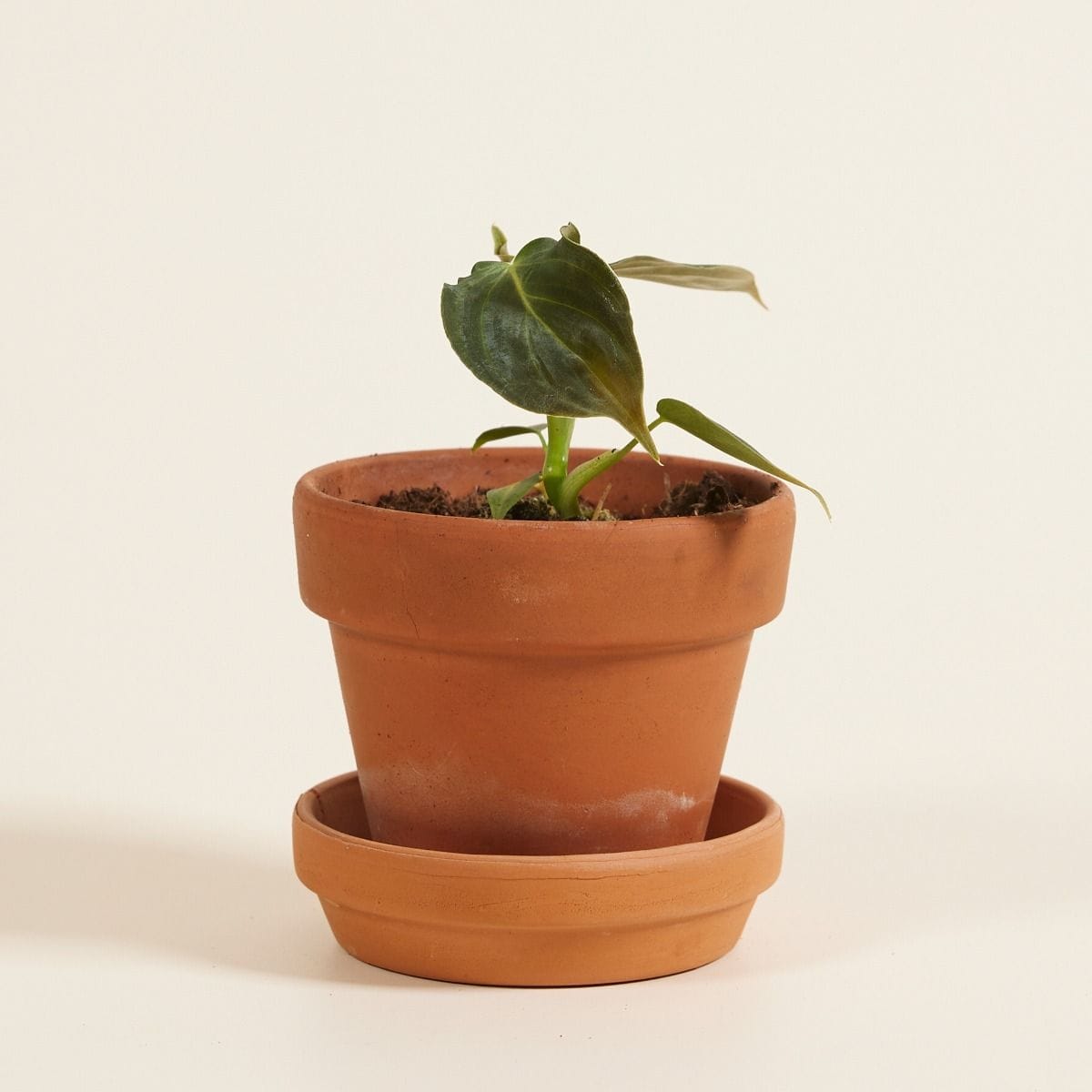 Bebé Philodendron Glorious