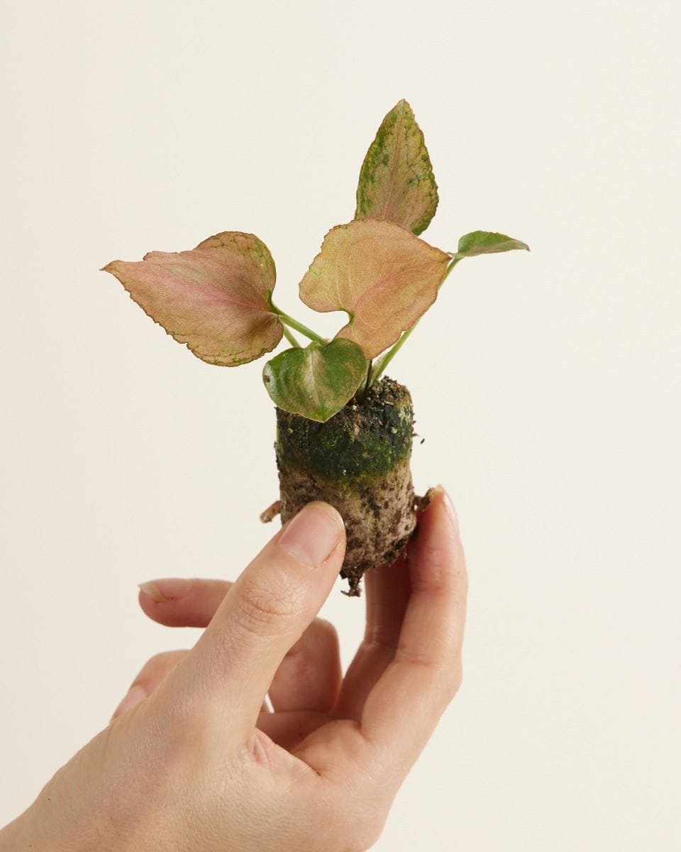 Baby Syngonium Arrowhead Strawberry