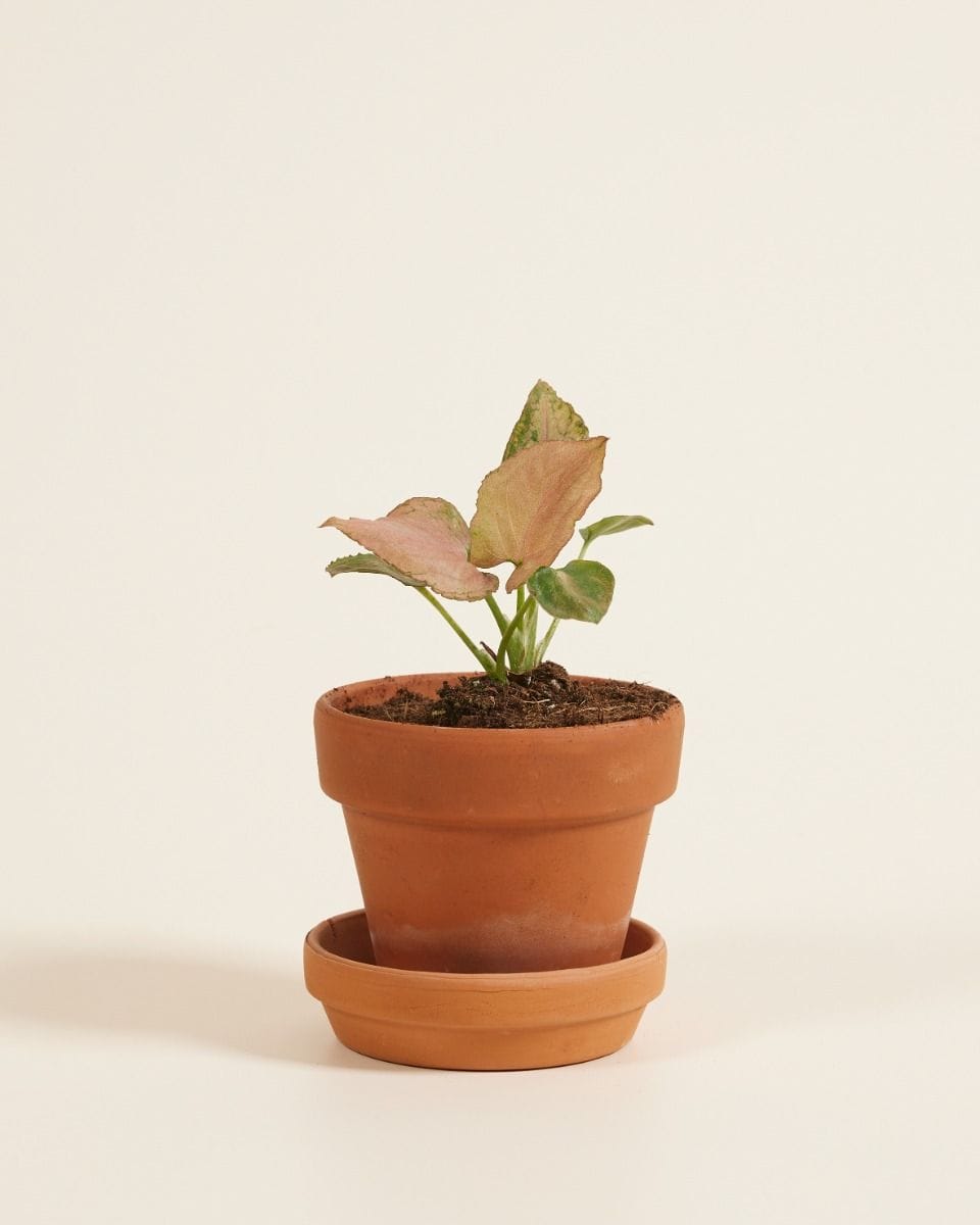 Baby Syngonium Arrowhead Strawberry