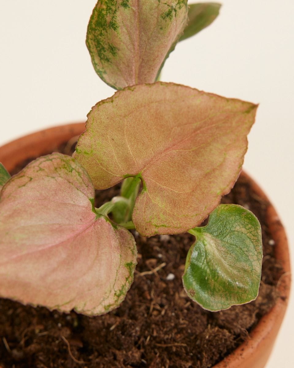 Baby Syngonium Arrowhead Strawberry
