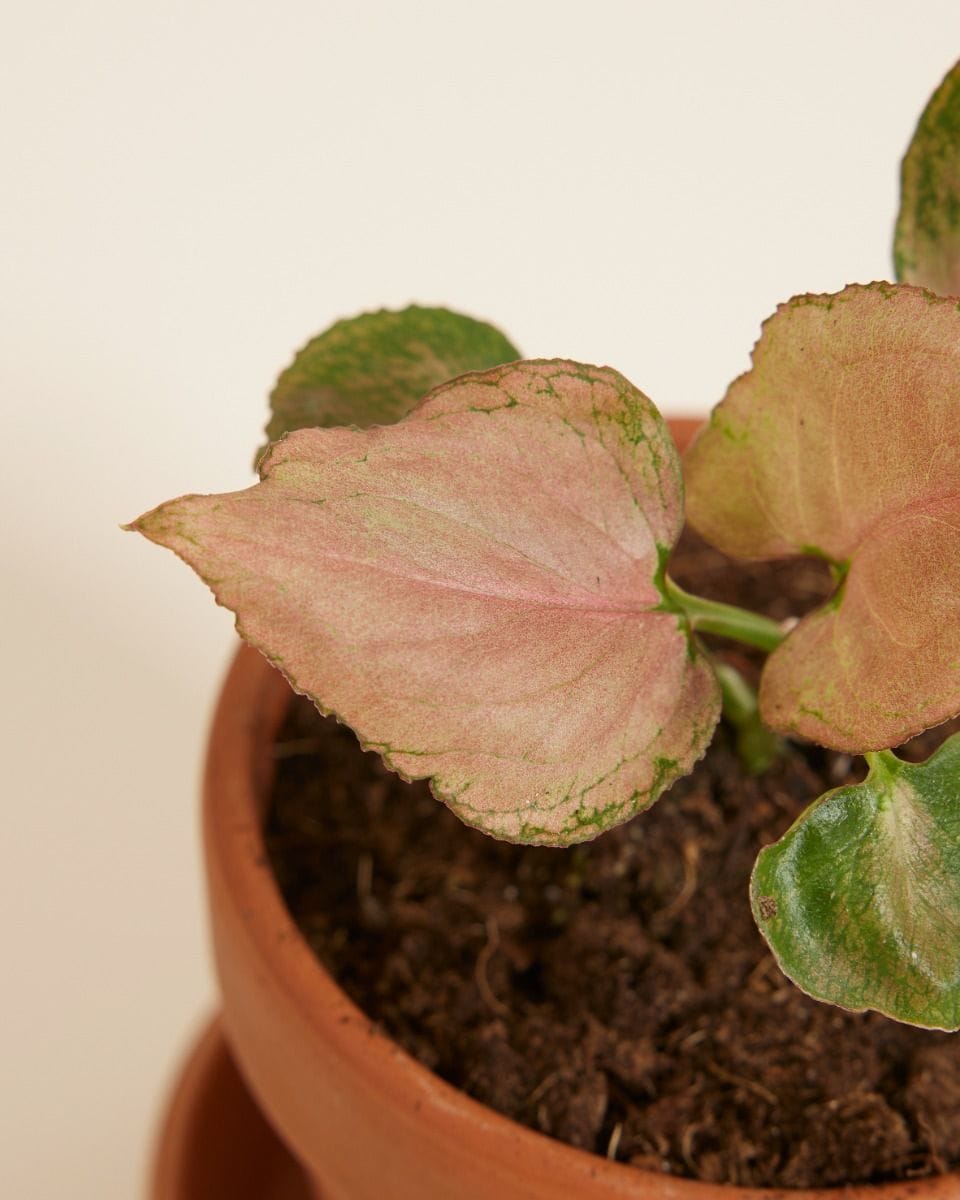 Baby Syngonium Arrowhead Strawberry