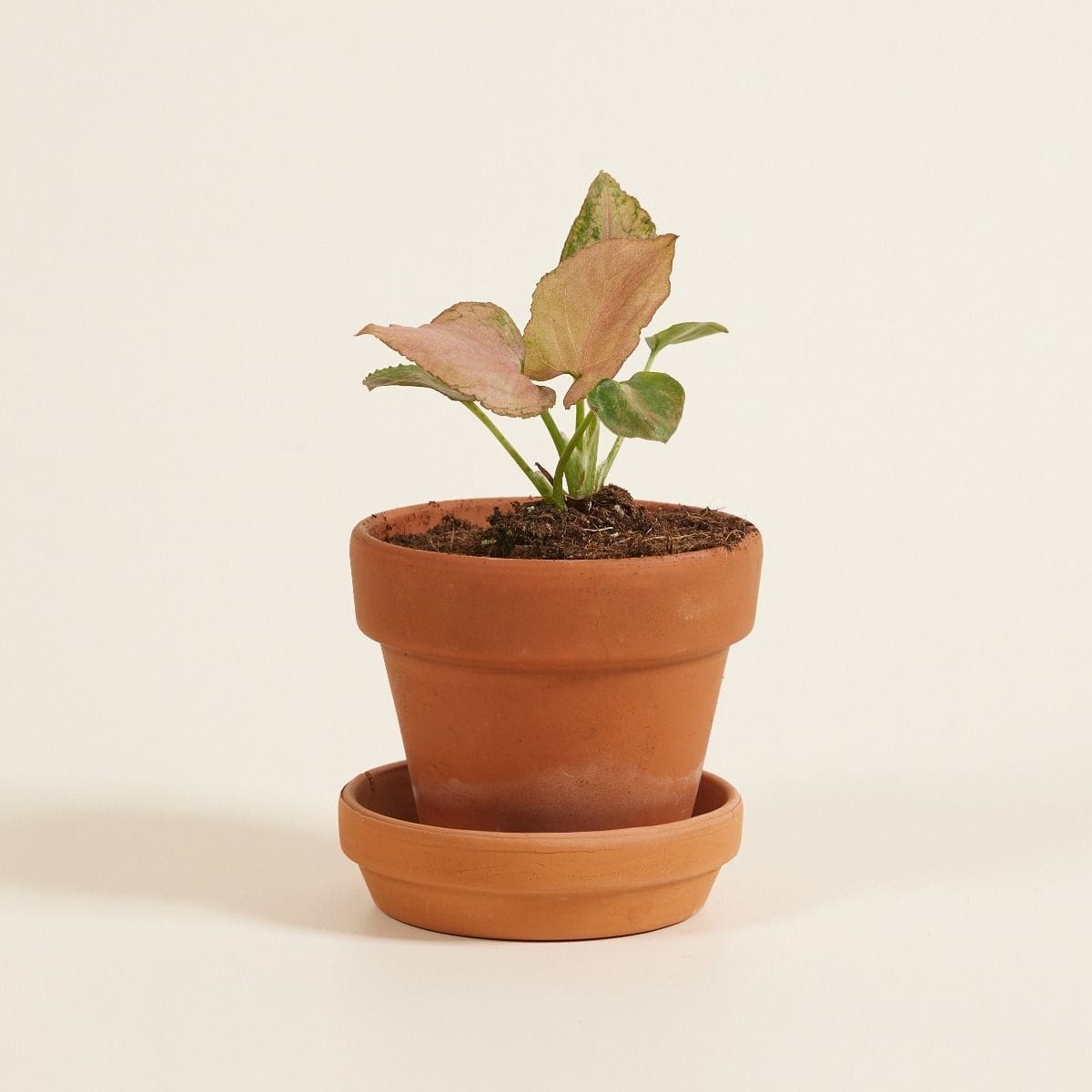 Baby Syngonium Arrowhead Strawberry