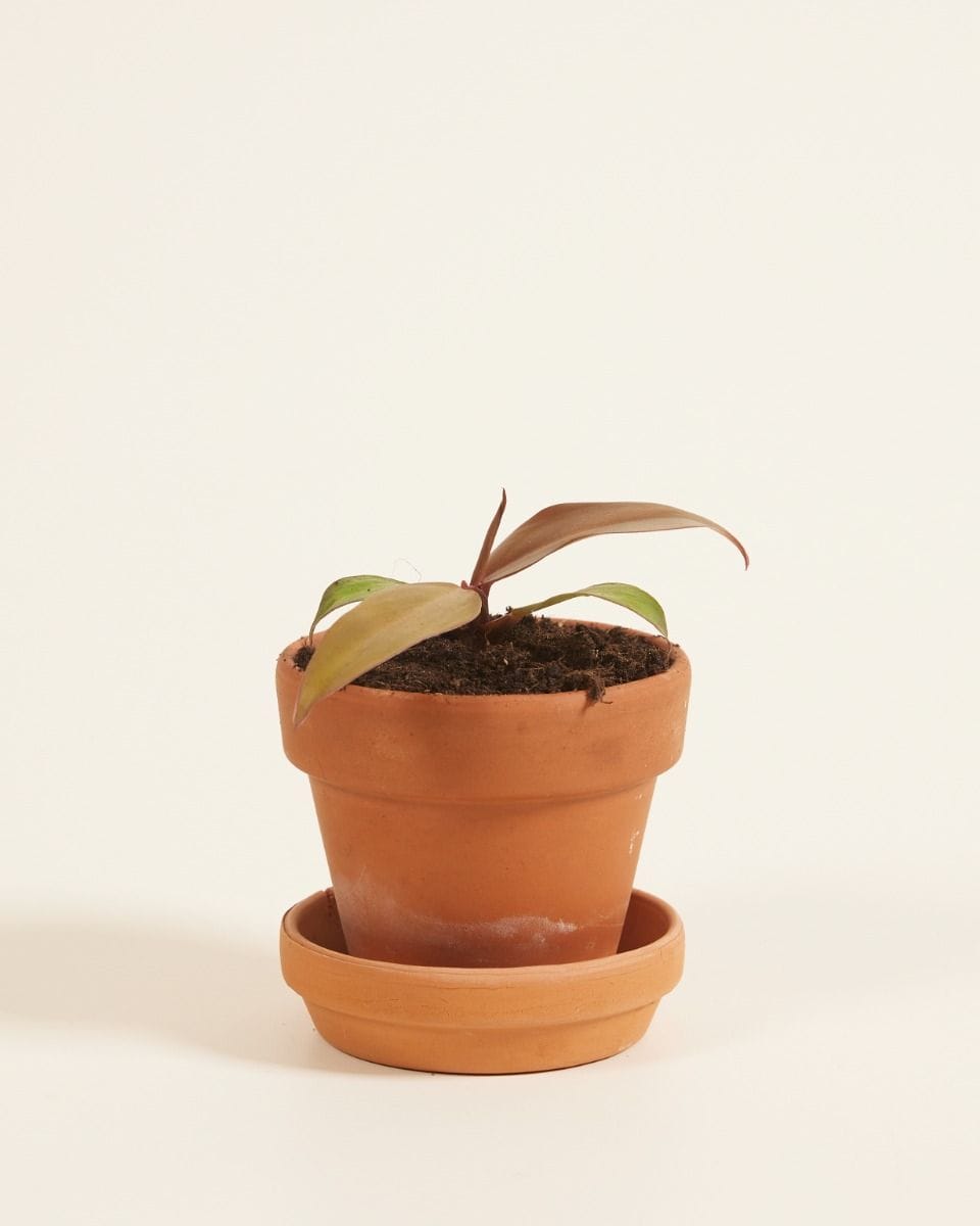 Bebé Philodendron McColley's Finale