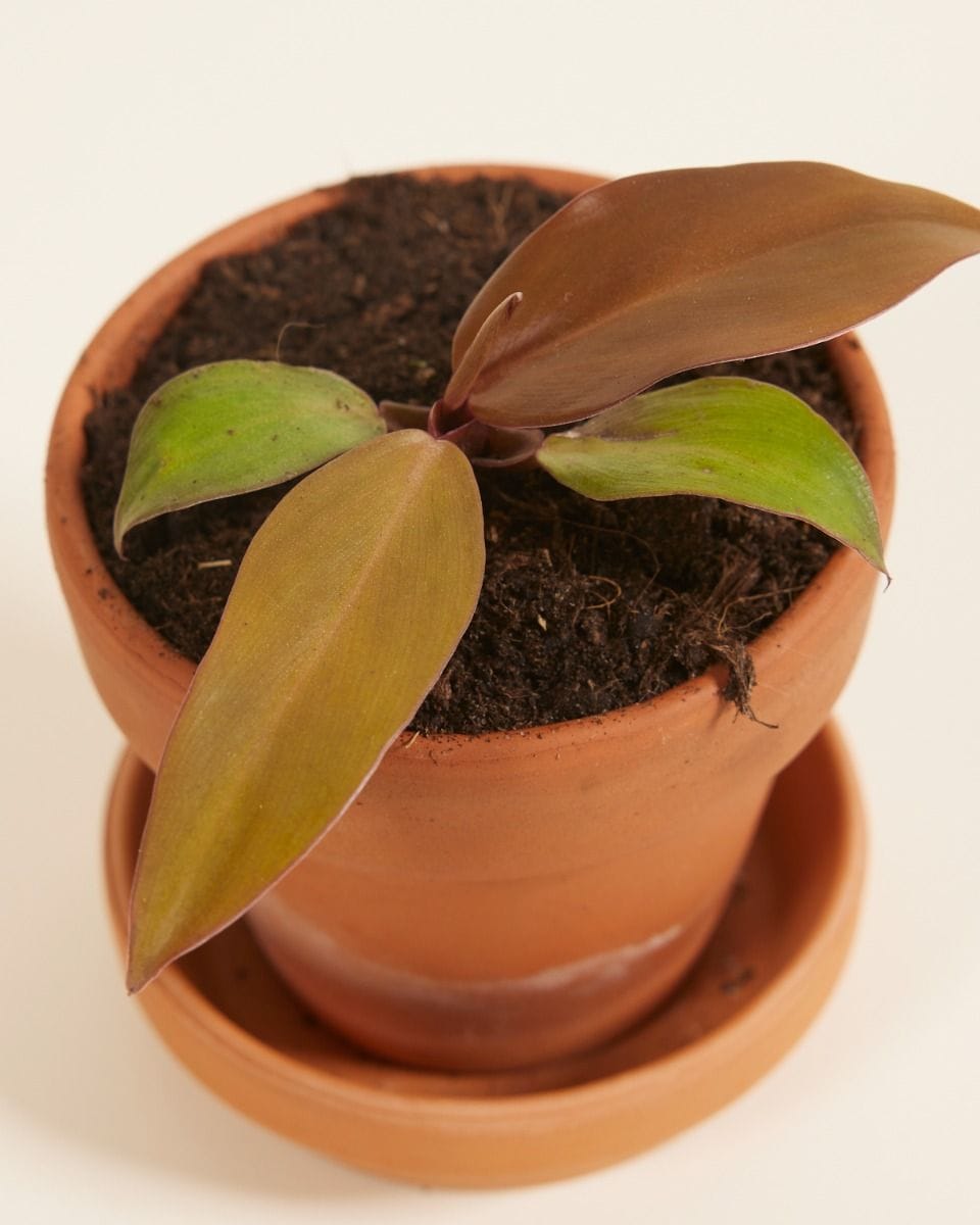 Bebé Philodendron McColley's Finale