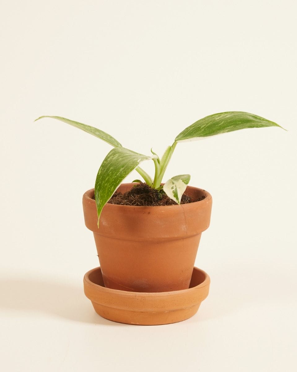 Baby Philodendron Filodendro Jose Buono