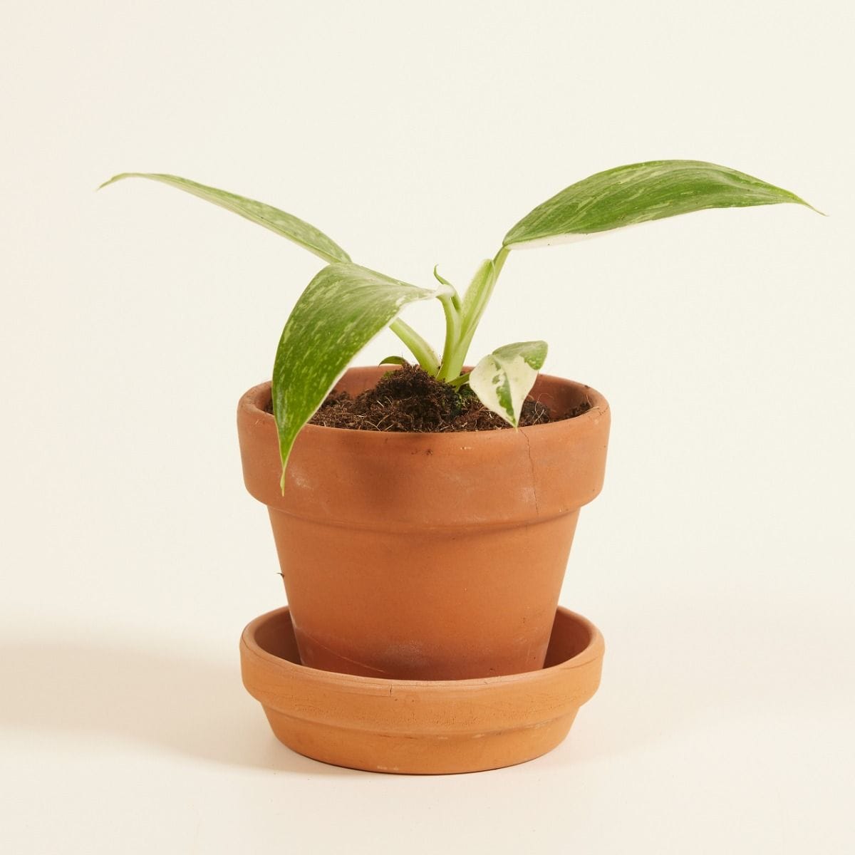 Baby Philodendron Filodendro Jose Buono