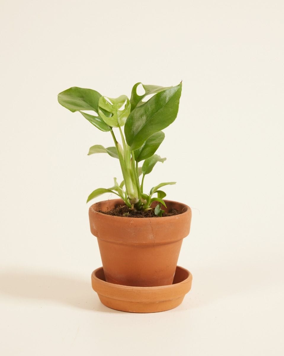 Bébé Rhaphidophora Tetrasperma Mini Monstera
