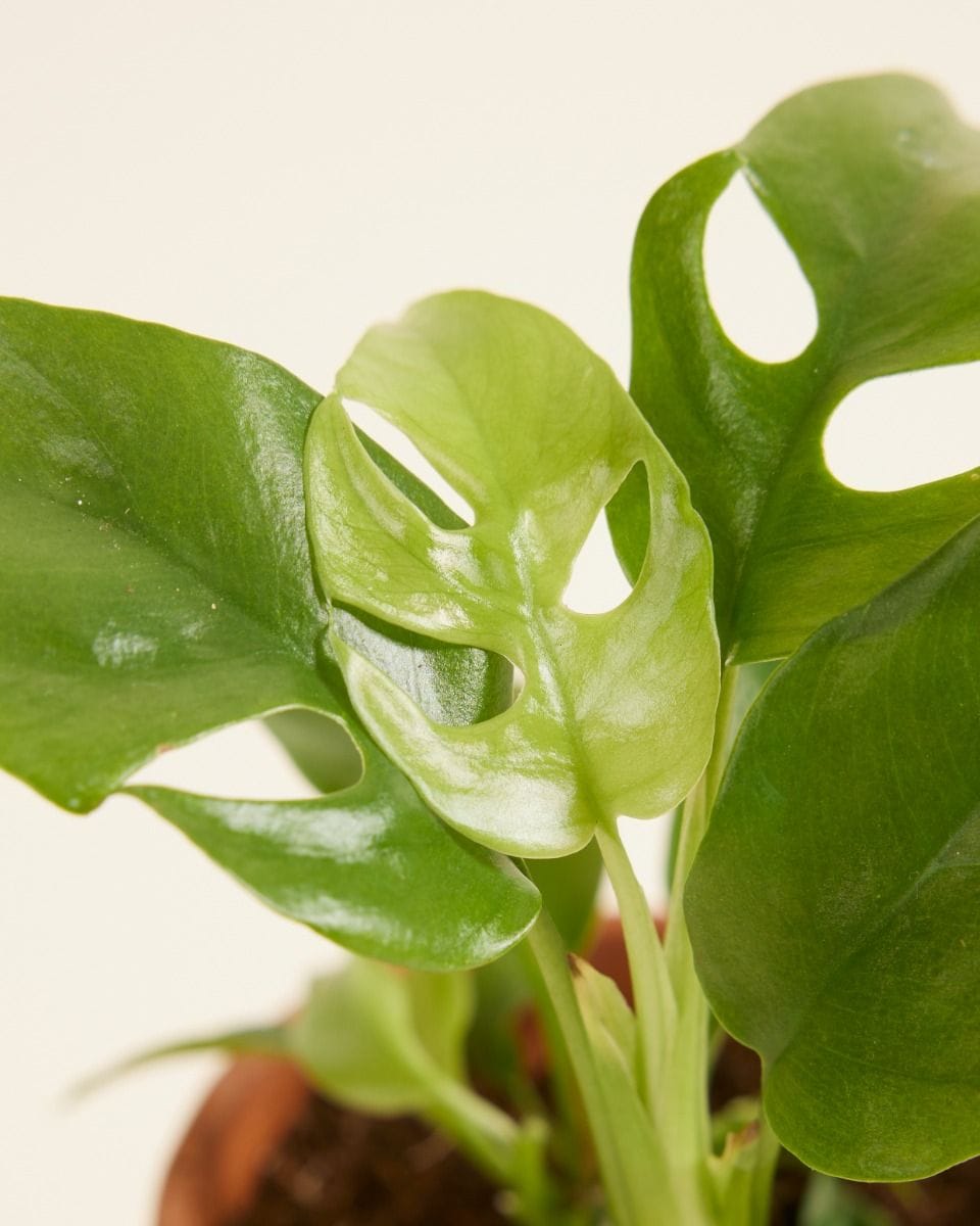 Bébé Rhaphidophora Tetrasperma Mini Monstera