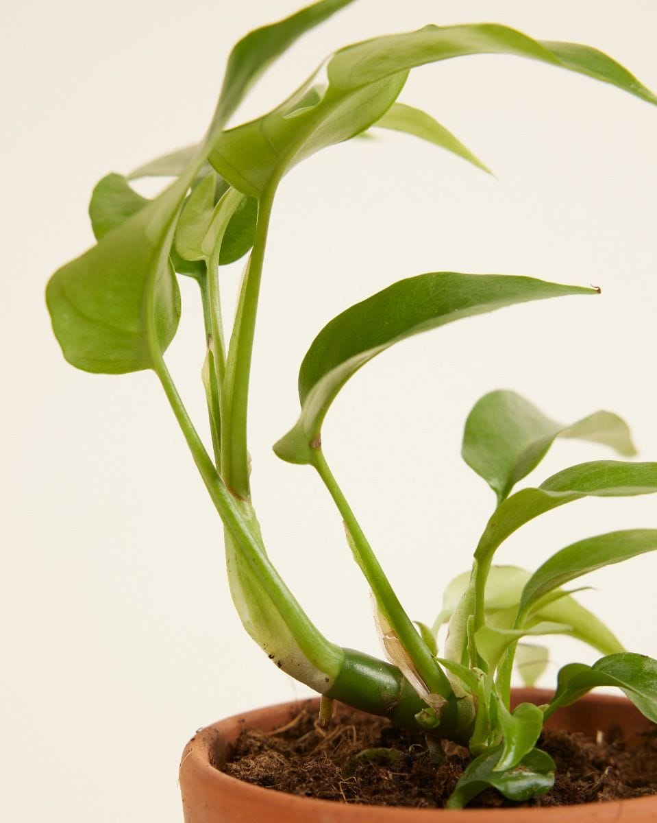 Bébé Rhaphidophora Tetrasperma Mini Monstera