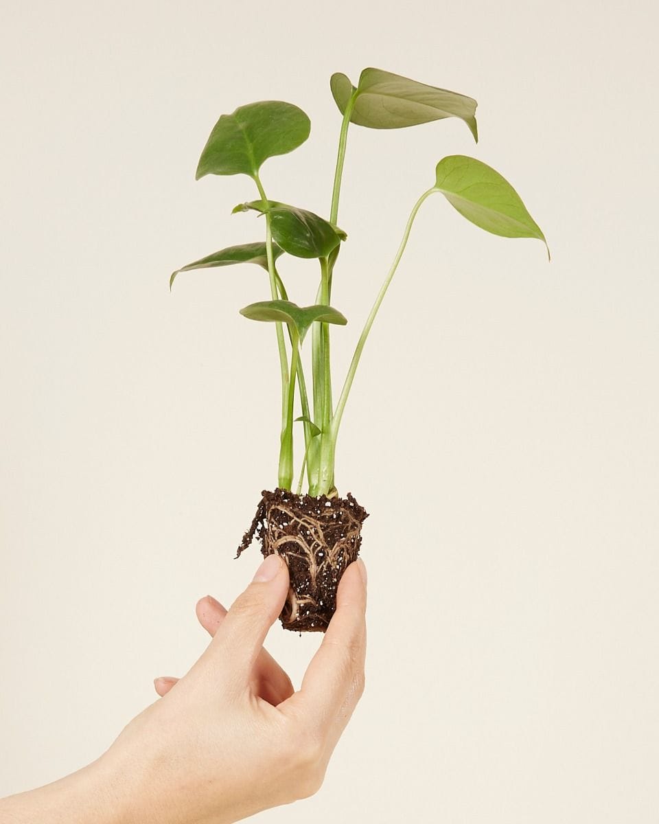 Baby Monstera Deliciosa Swiss Cheese Plant