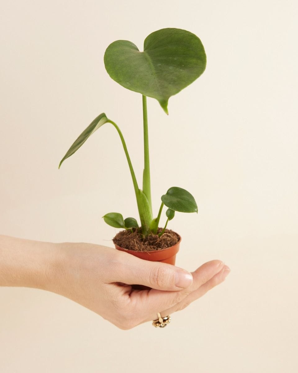 Baby Monstera Deliciosa Swiss Cheese Plant
