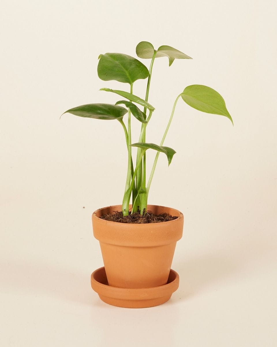 Baby Monstera Deliciosa Swiss Cheese Plant