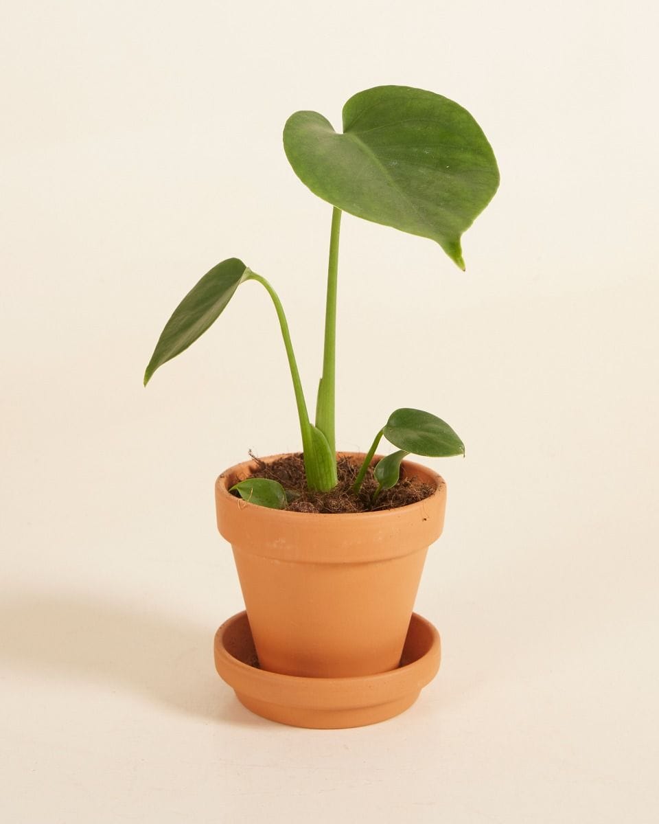 Baby Monstera Deliciosa Swiss Cheese Plant