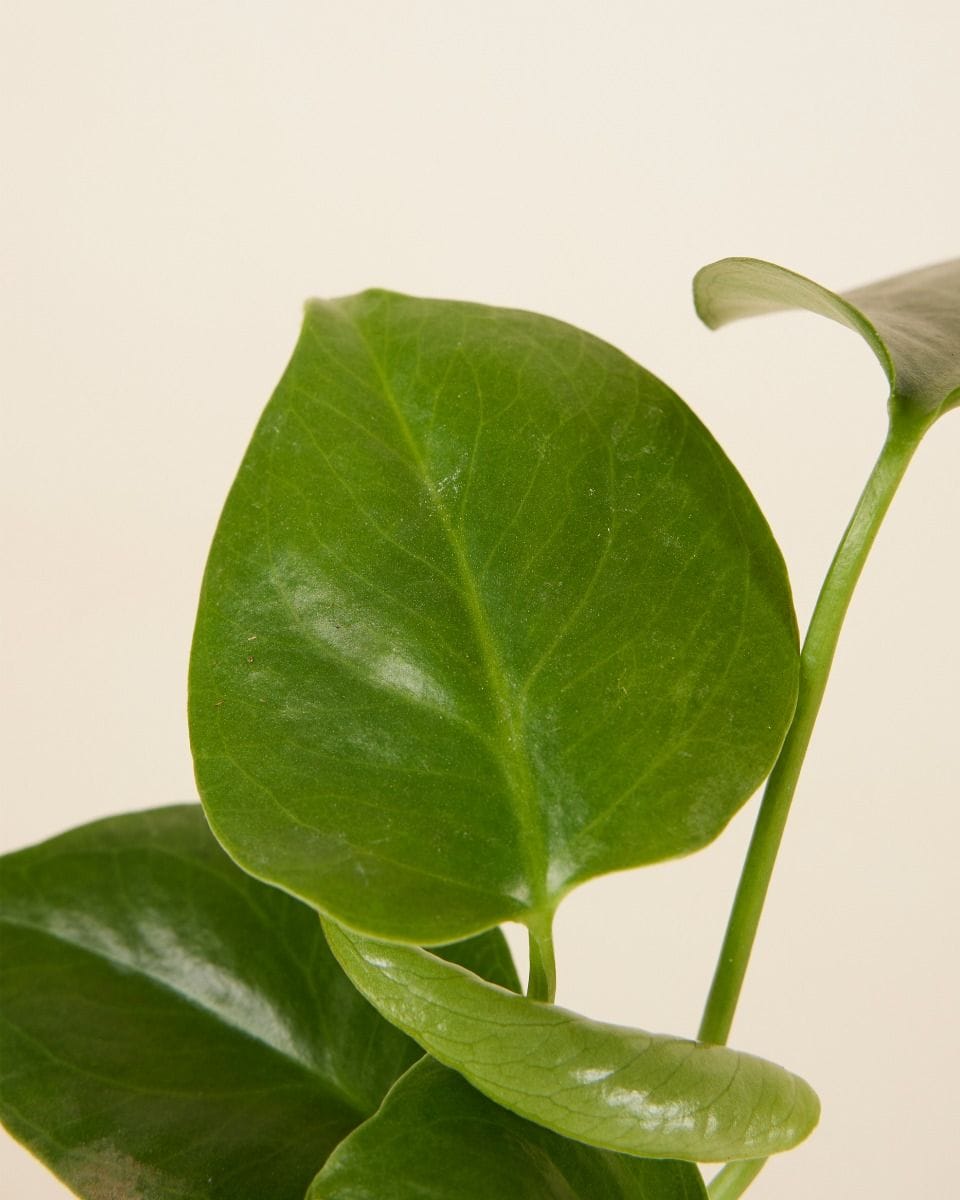 Baby Monstera Deliciosa Swiss Cheese Plant