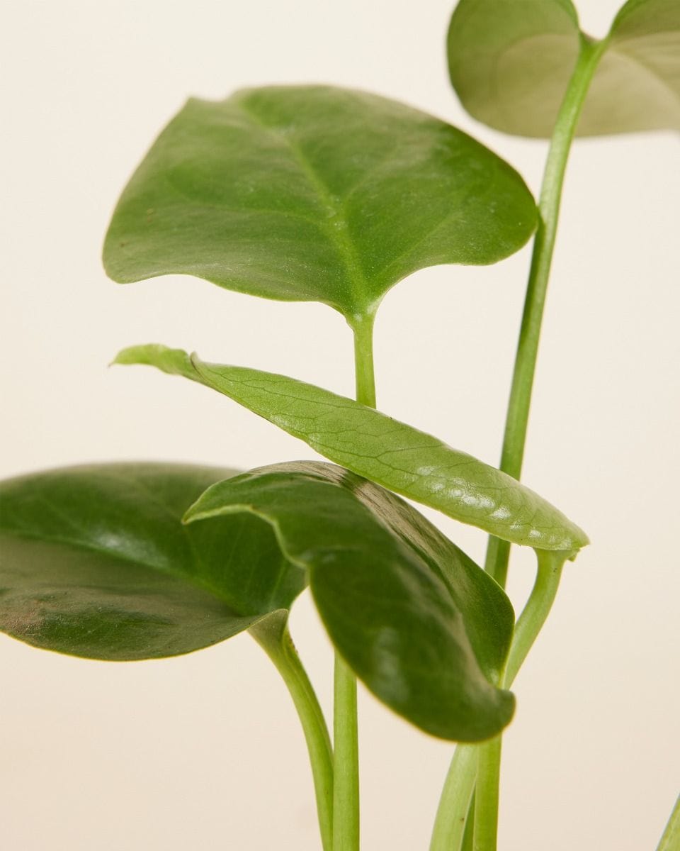 Baby Monstera Deliciosa Swiss Cheese Plant