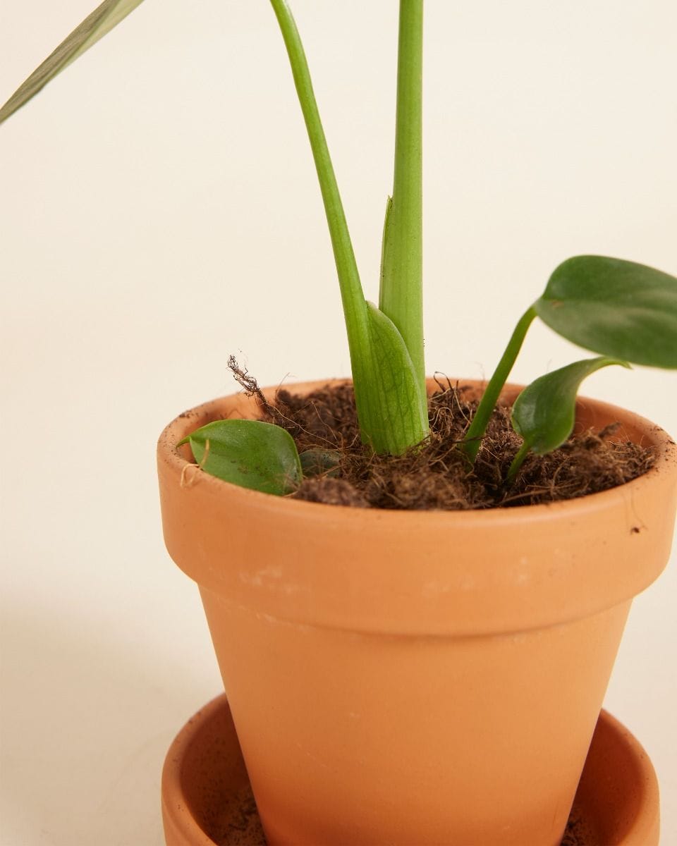 Baby Monstera Deliciosa Swiss Cheese Plant