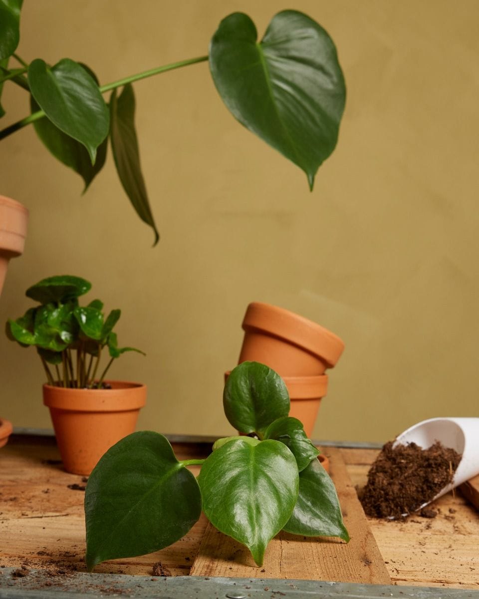 Baby Monstera Deliciosa Swiss Cheese Plant