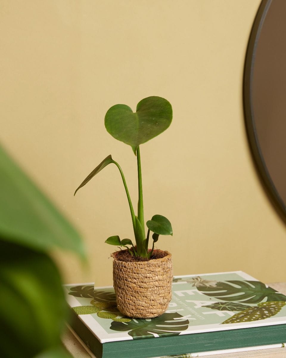 Baby Monstera Deliciosa Swiss Cheese Plant