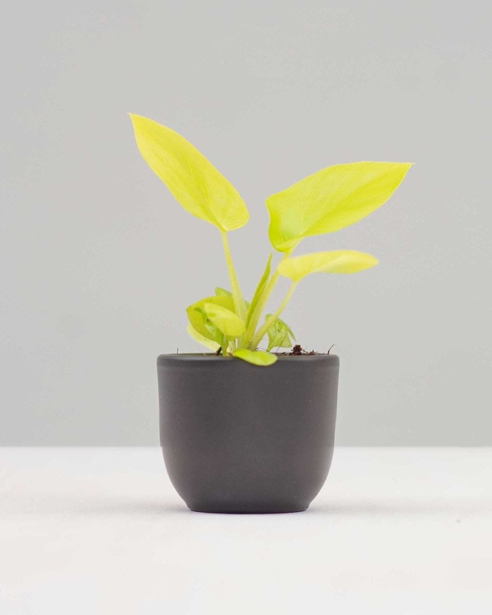 Baby Philodendron Selloum Gold