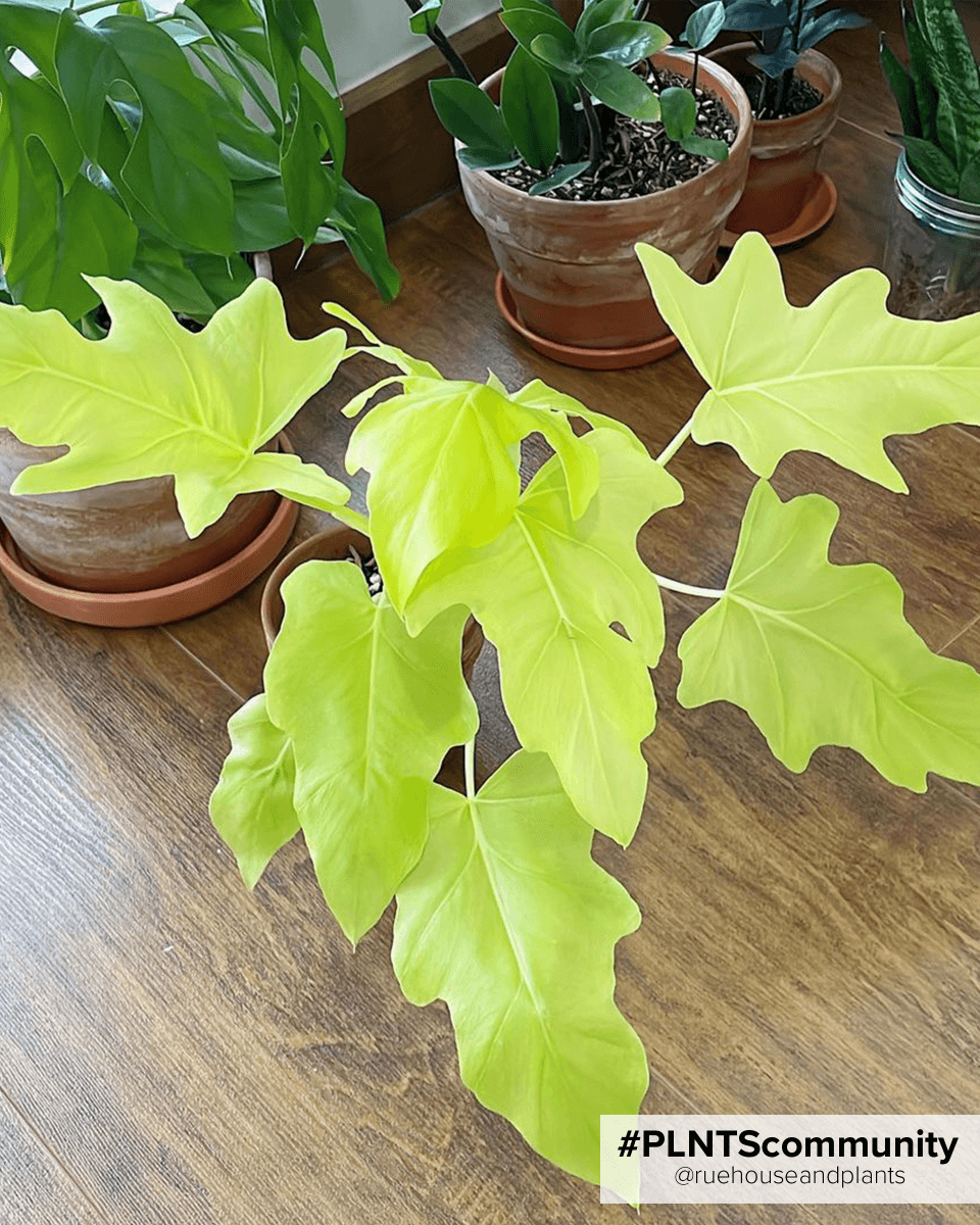 Baby Philodendron Selloum Gold