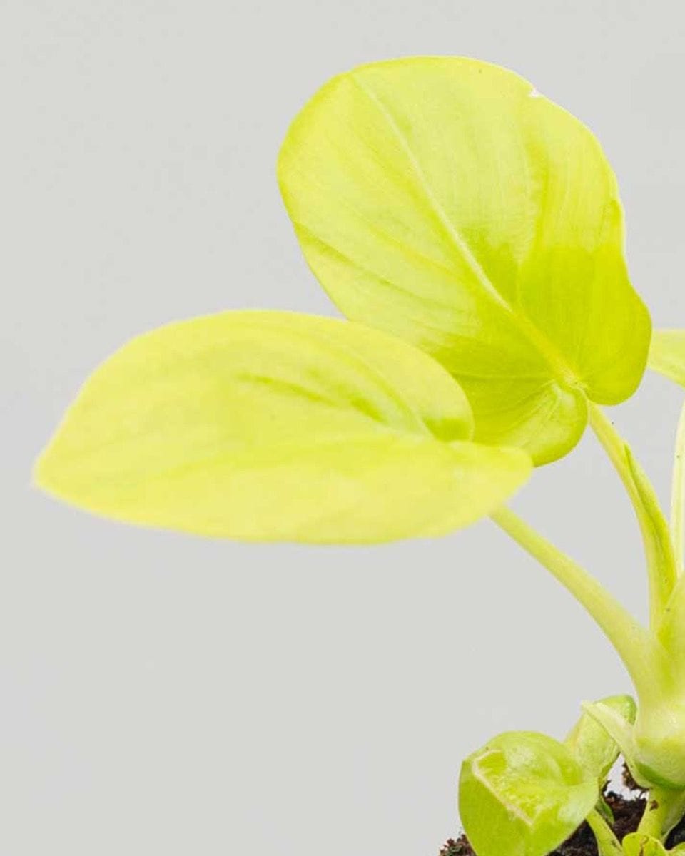 Baby Philodendron Selloum Gold