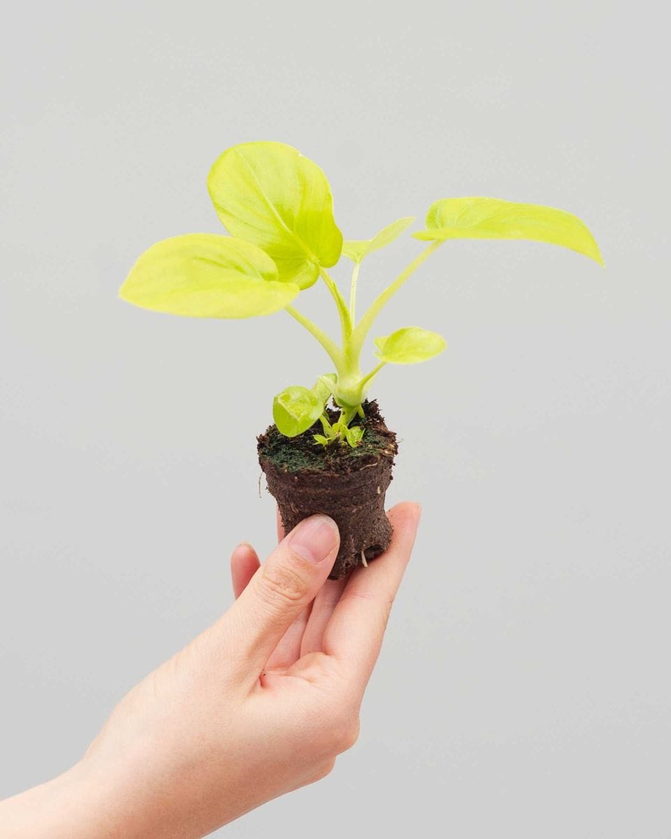 Baby Philodendron Selloum Gold