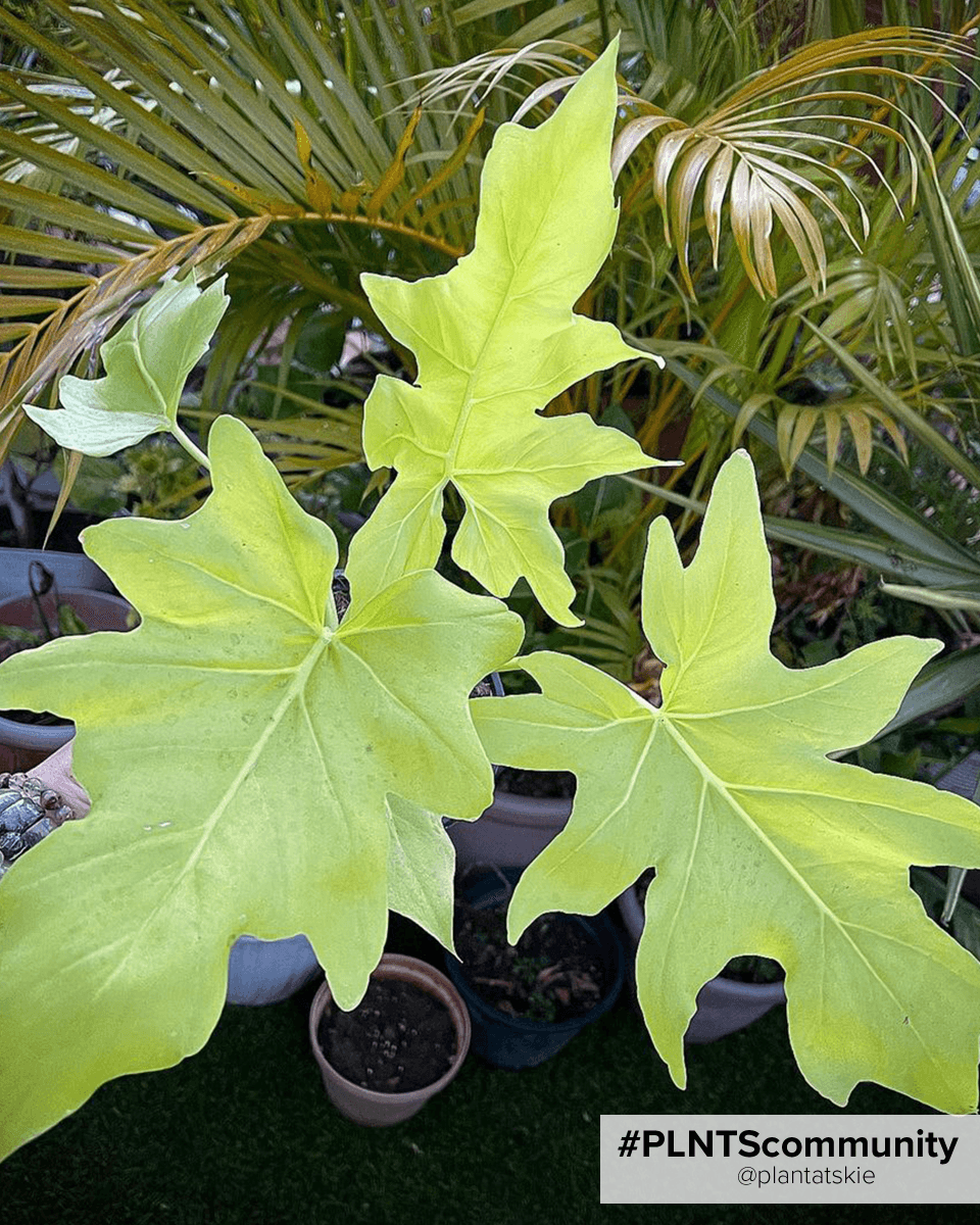 Baby Philodendron Selloum Gold