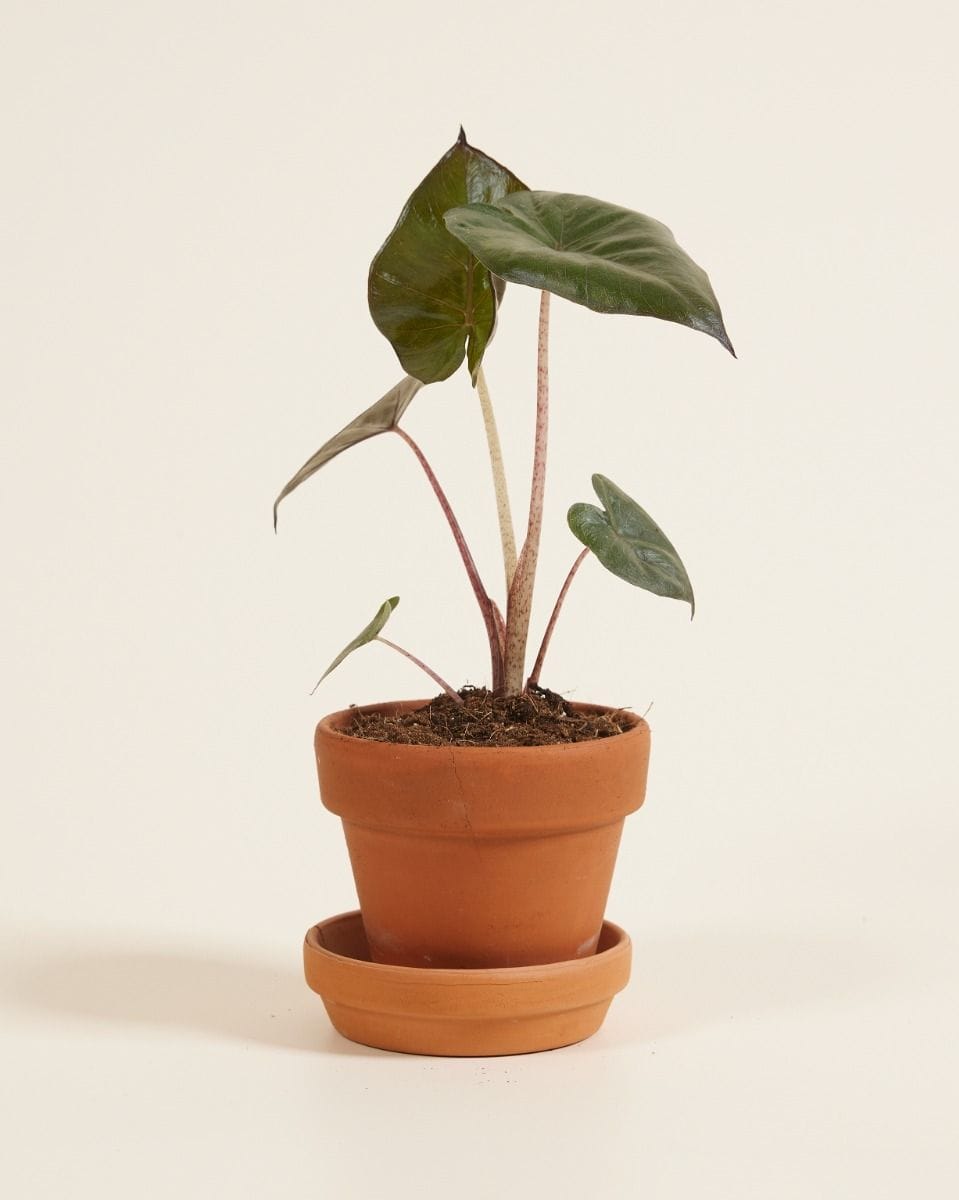 Baby Alocasia Elephant Ears Yucatan Princess