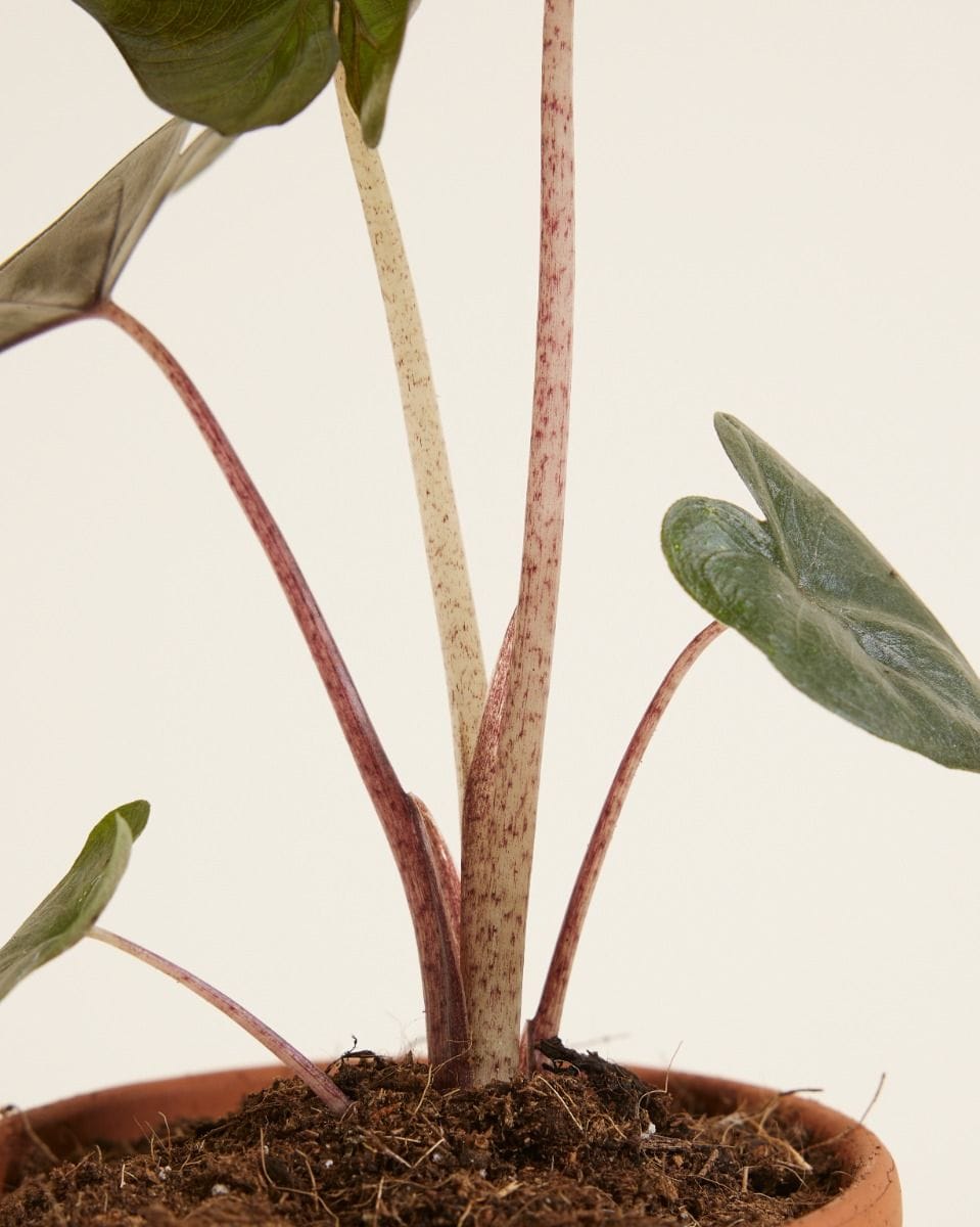 Baby Alocasia Elephant Ears Yucatan Princess