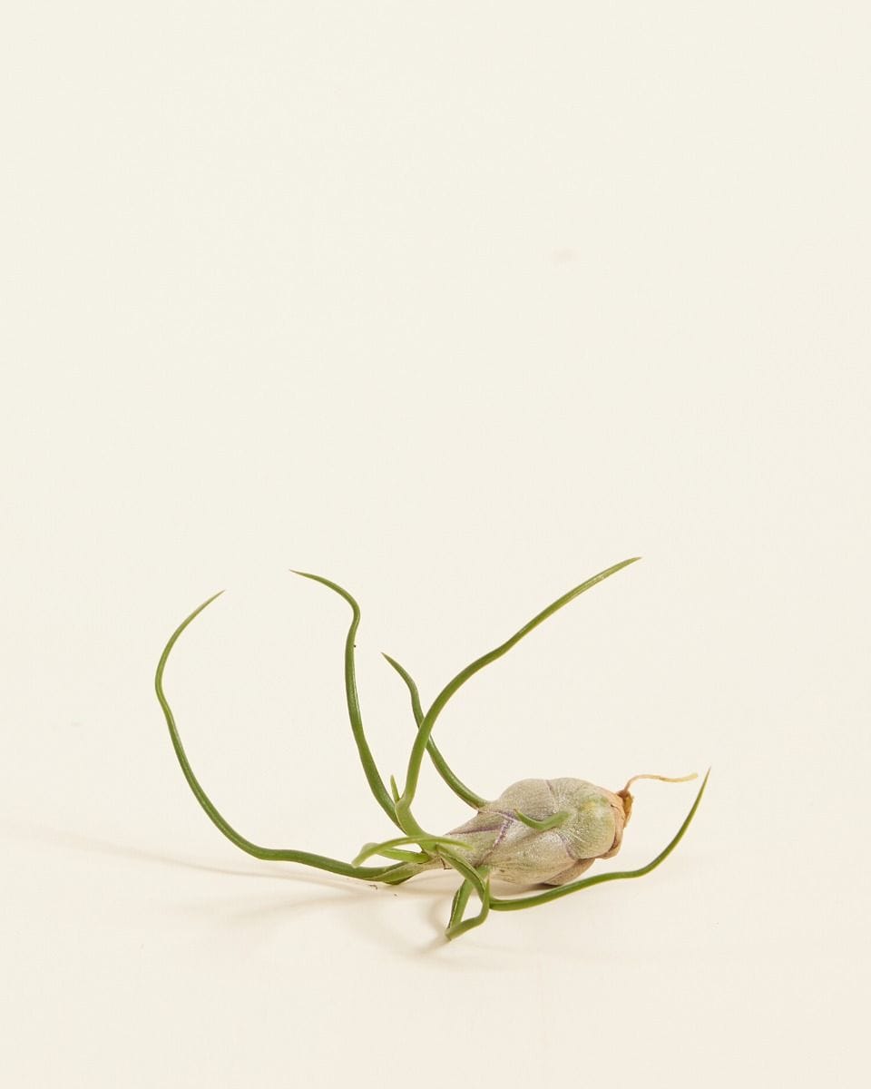 Baby Tillandsia Air plant Bulbosa